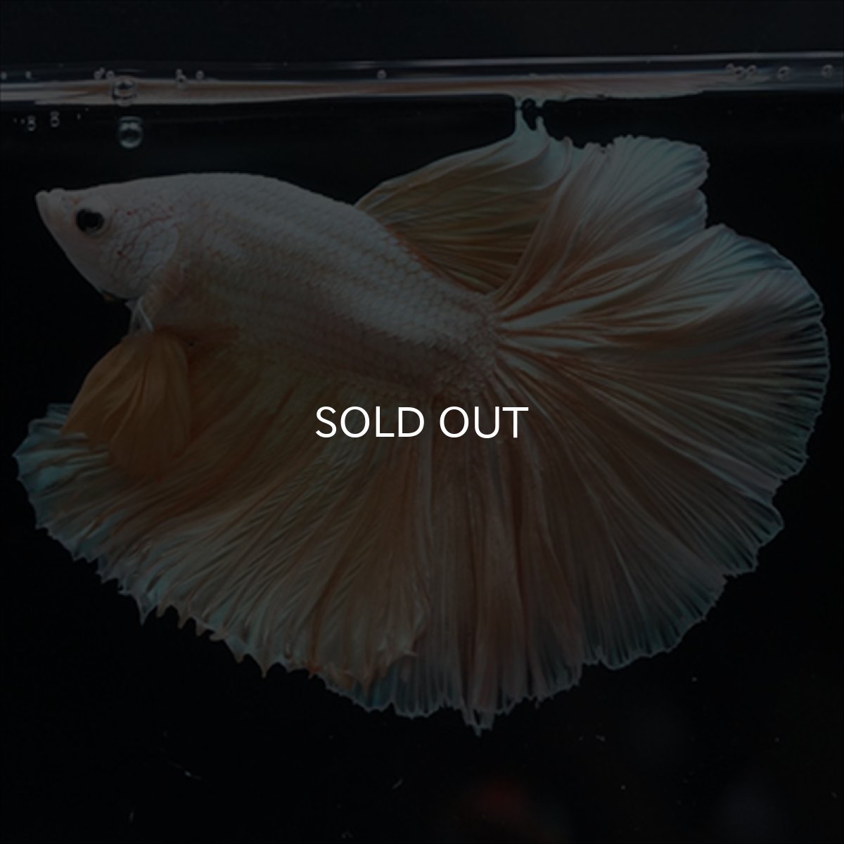 画像2: HM　ファンシーゴールド (2)