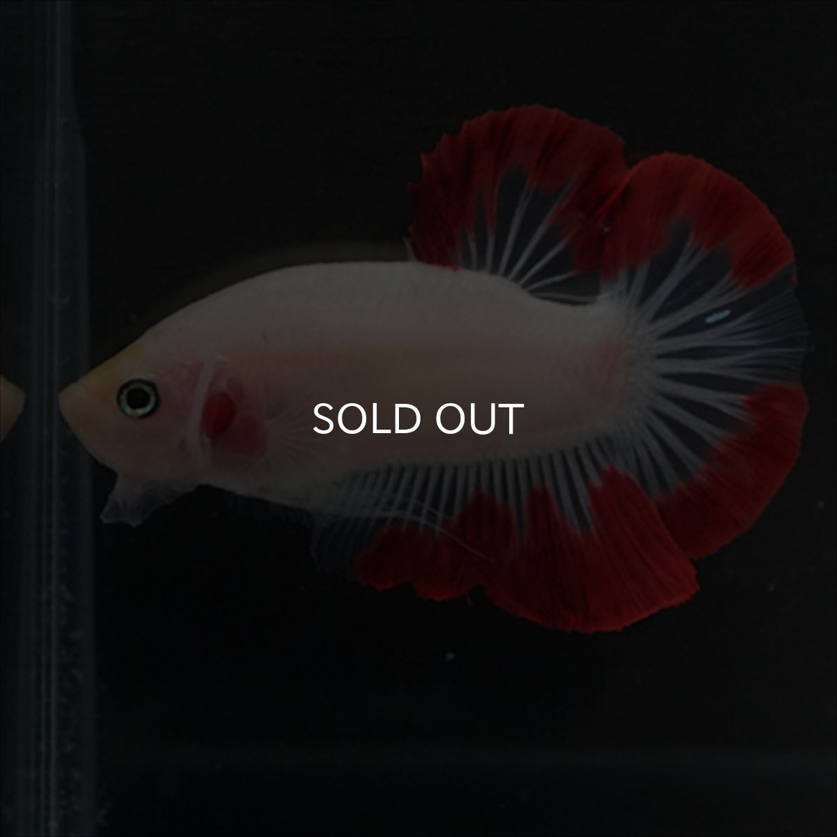 画像14: HMPK　紅白変わり柄 (14)