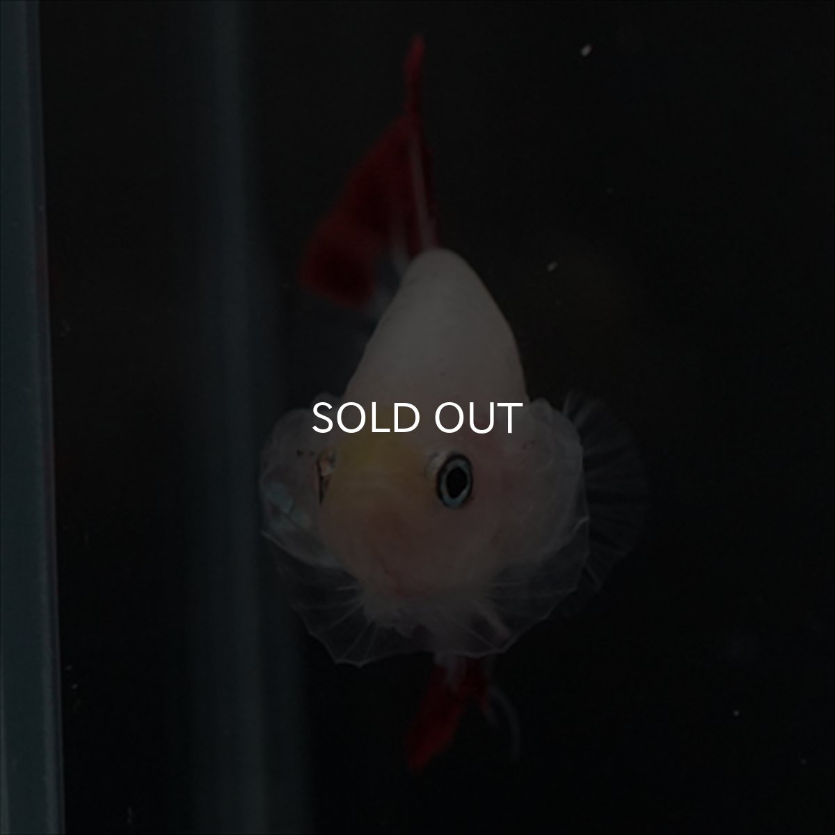 画像13: HMPK　紅白変わり柄 (13)