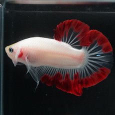 画像1: HMPK　紅白変わり柄 (1)