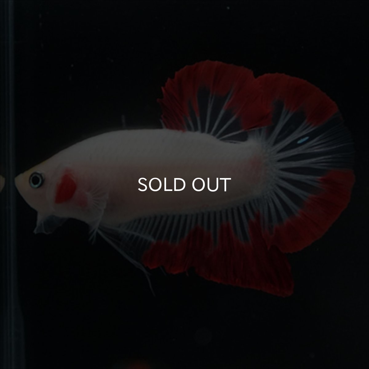 画像12: HMPK　紅白変わり柄 (12)