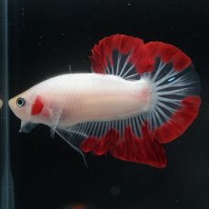 画像12: HMPK　紅白変わり柄 (12)
