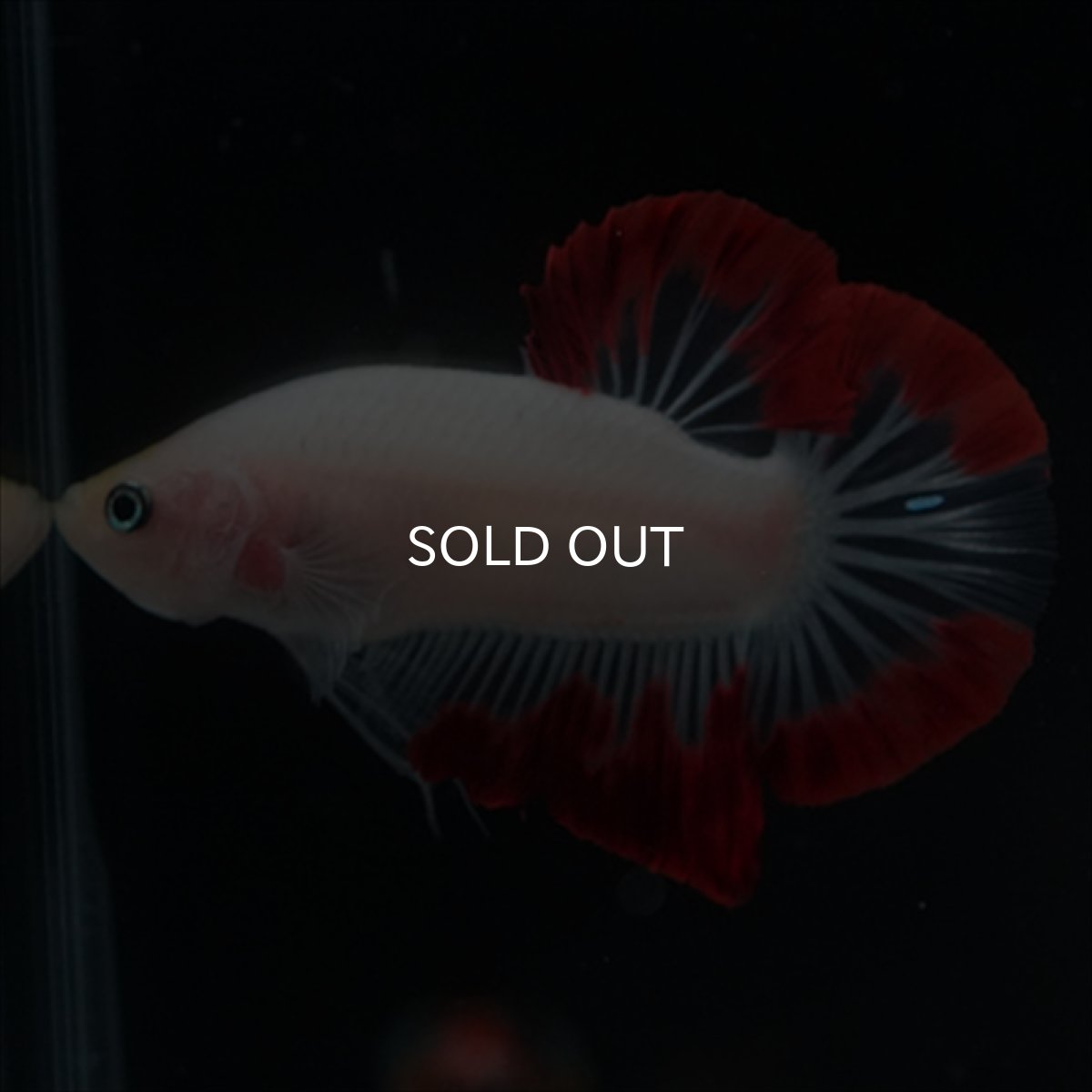 画像11: HMPK　紅白変わり柄 (11)