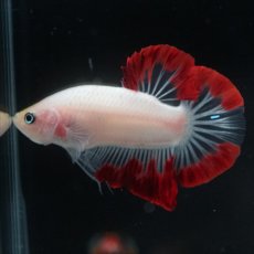 画像11: HMPK　紅白変わり柄 (11)