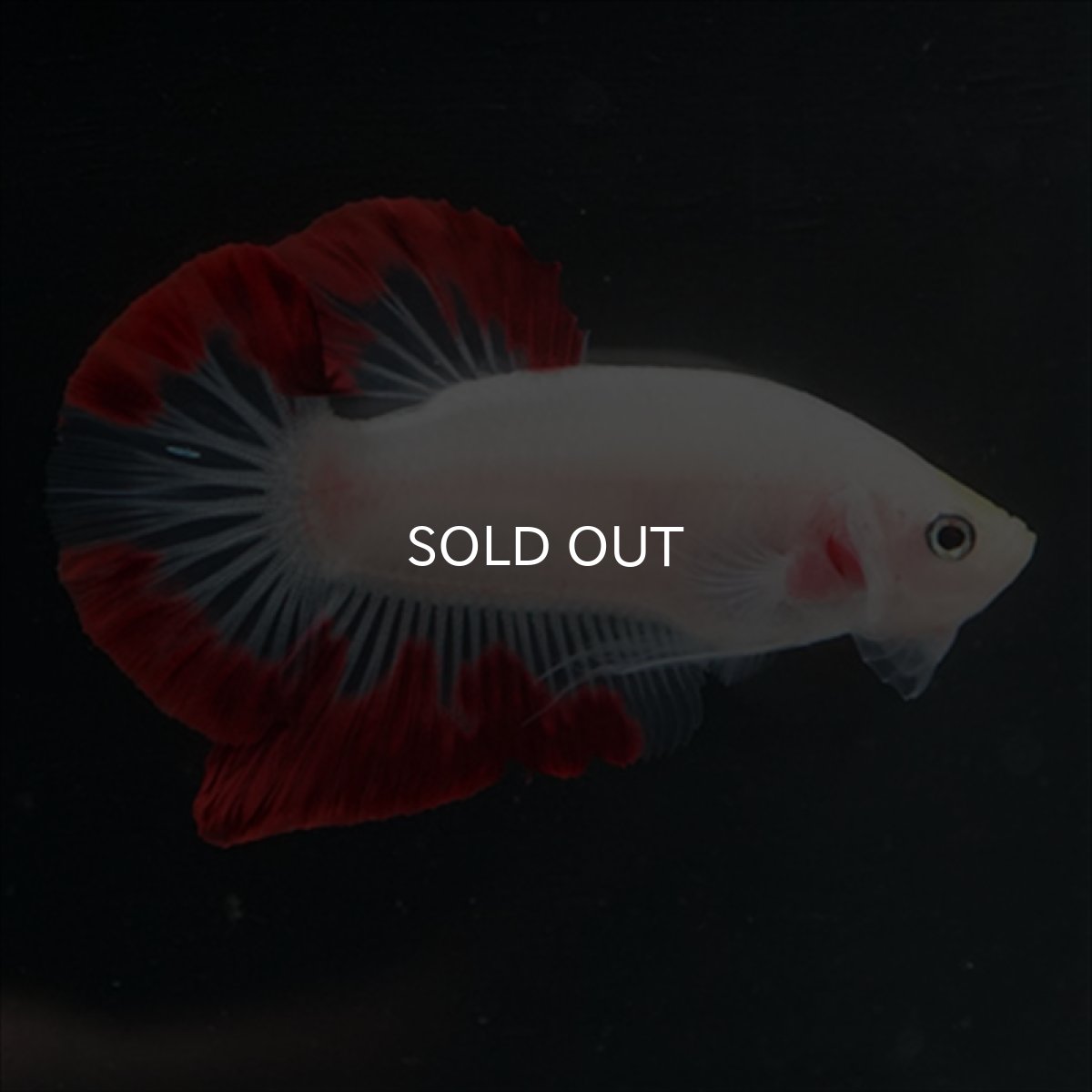 画像10: HMPK　紅白変わり柄 (10)