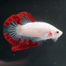 画像10: HMPK　紅白変わり柄 (10)