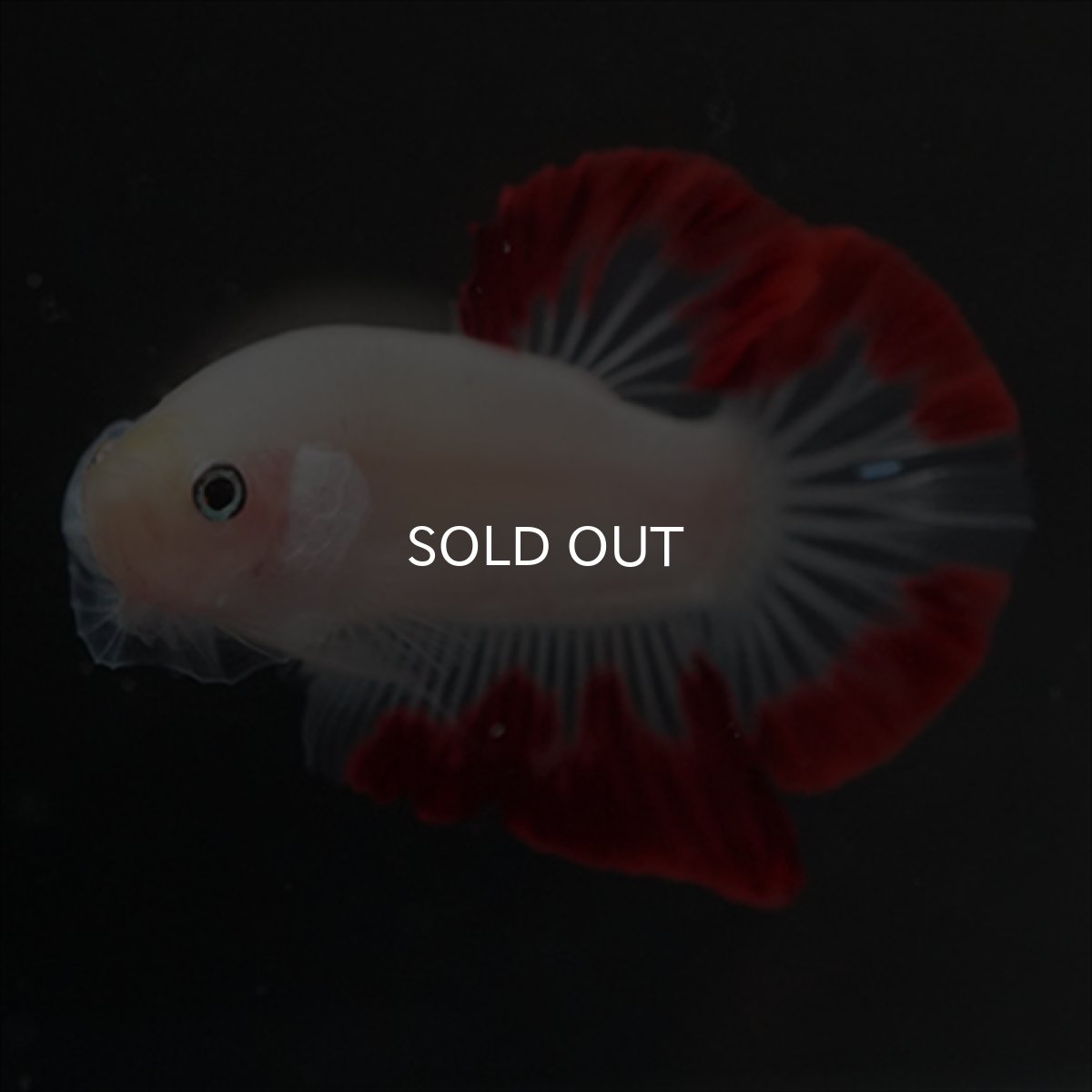 画像9: HMPK　紅白変わり柄 (9)