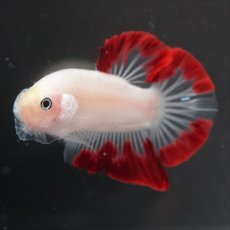 画像9: HMPK　紅白変わり柄 (9)