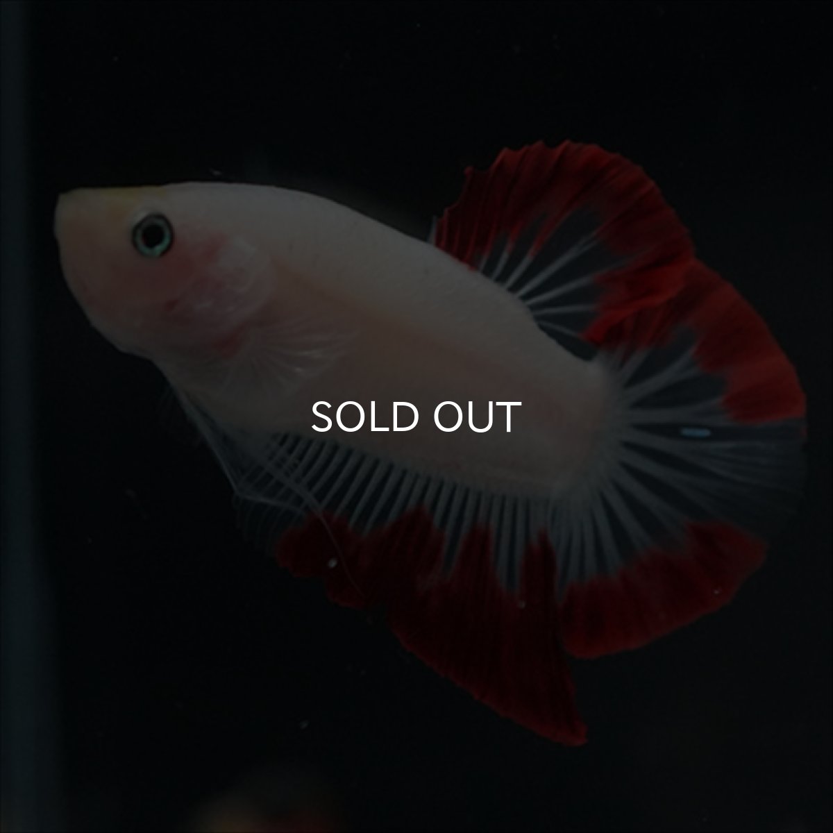 画像8: HMPK　紅白変わり柄 (8)