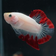 画像8: HMPK　紅白変わり柄 (8)
