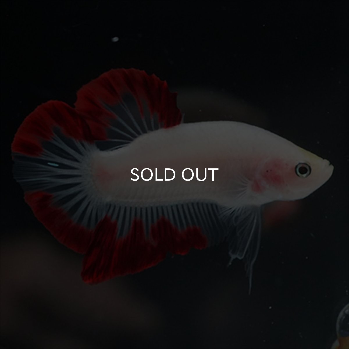 画像2: HMPK　紅白変わり柄 (2)