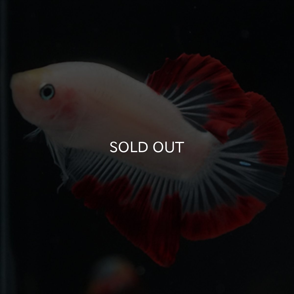 画像7: HMPK　紅白変わり柄 (7)