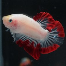 画像7: HMPK　紅白変わり柄 (7)