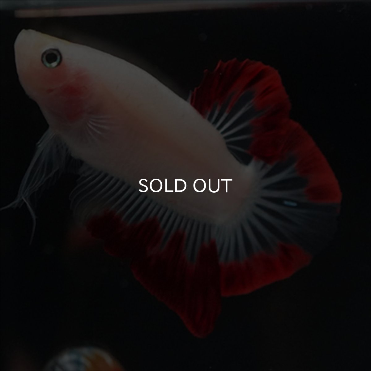 画像6: HMPK　紅白変わり柄 (6)