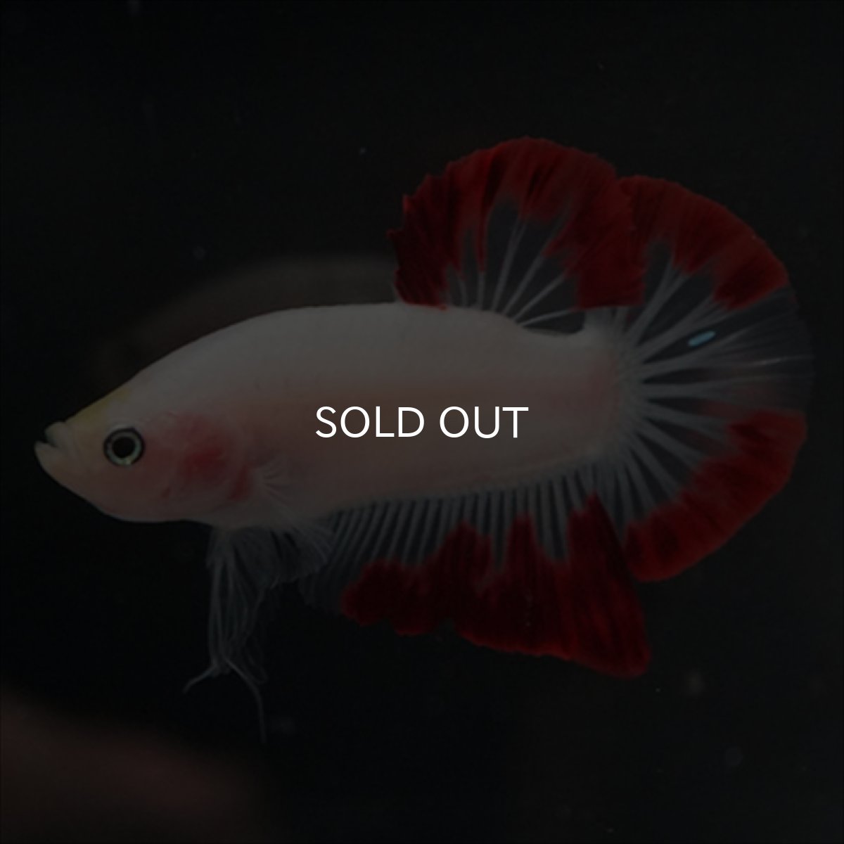 画像5: HMPK　紅白変わり柄 (5)