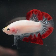 画像5: HMPK　紅白変わり柄 (5)