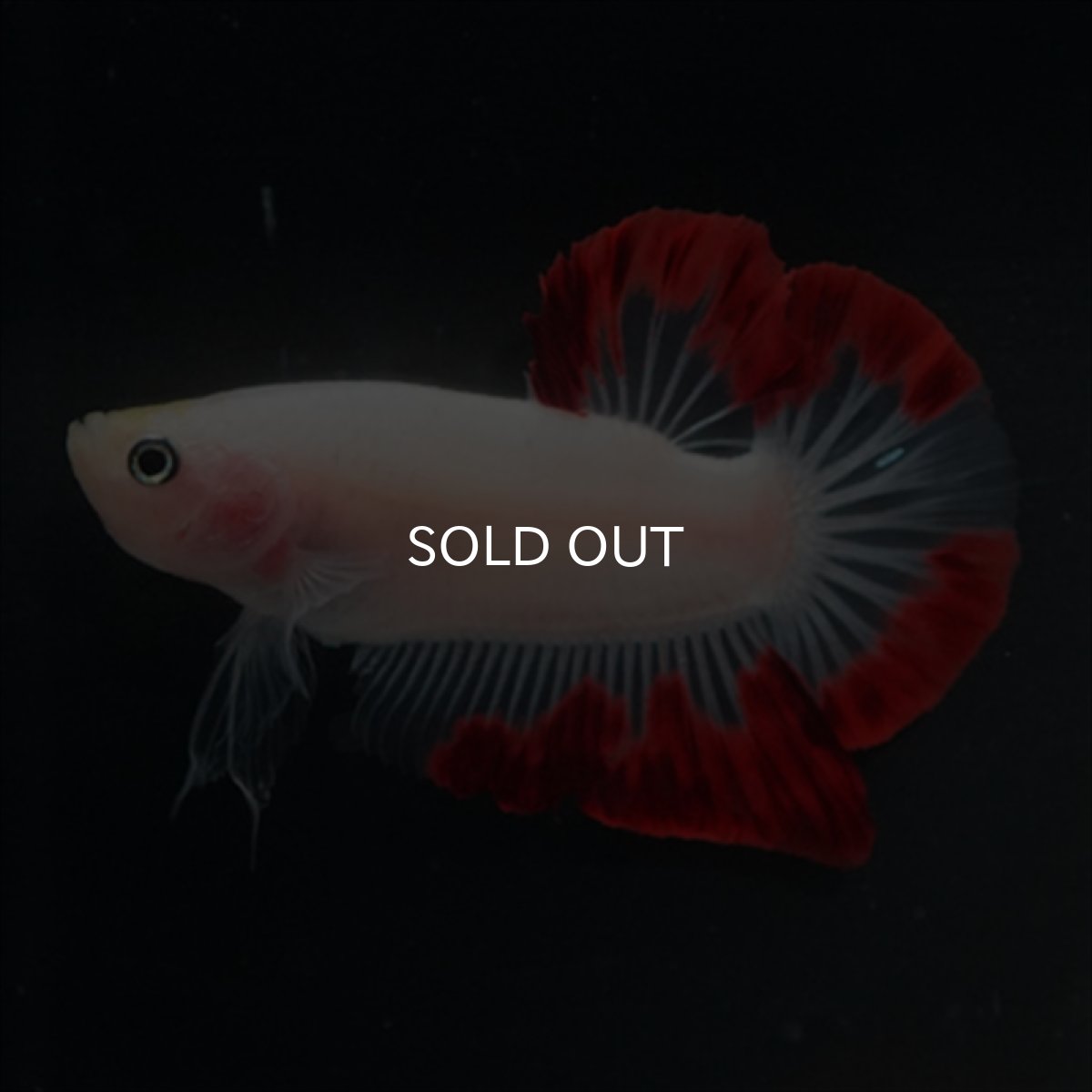 画像4: HMPK　紅白変わり柄 (4)