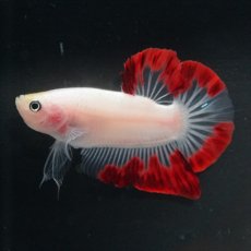 画像4: HMPK　紅白変わり柄 (4)