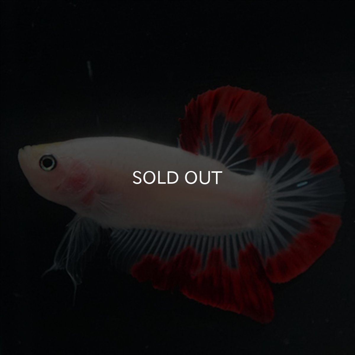 画像3: HMPK　紅白変わり柄 (3)