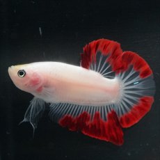 画像3: HMPK　紅白変わり柄 (3)