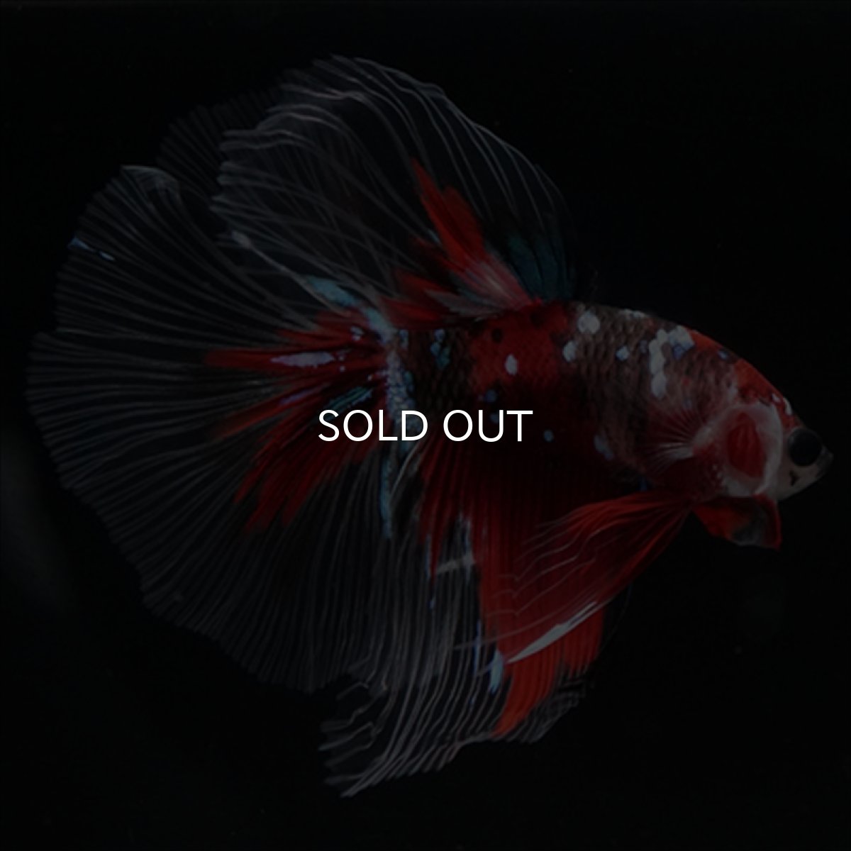 画像9: HM　鯉 (9)