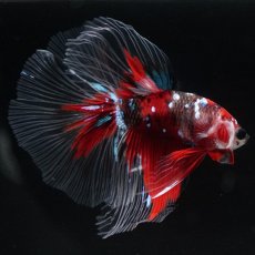 画像9: HM　鯉 (9)