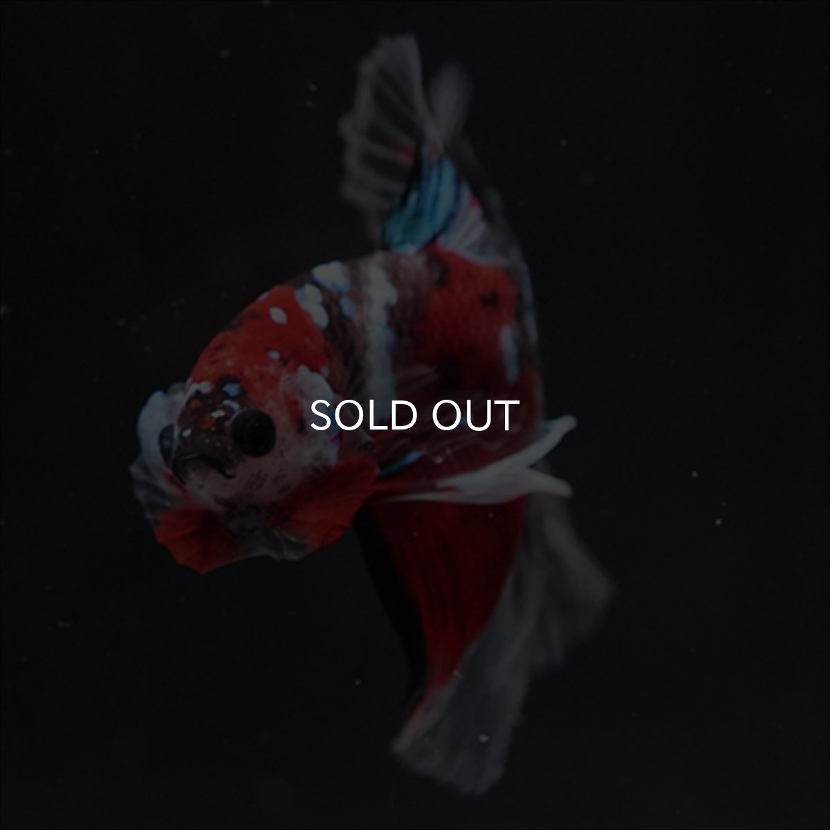 画像5: HM　鯉 (5)