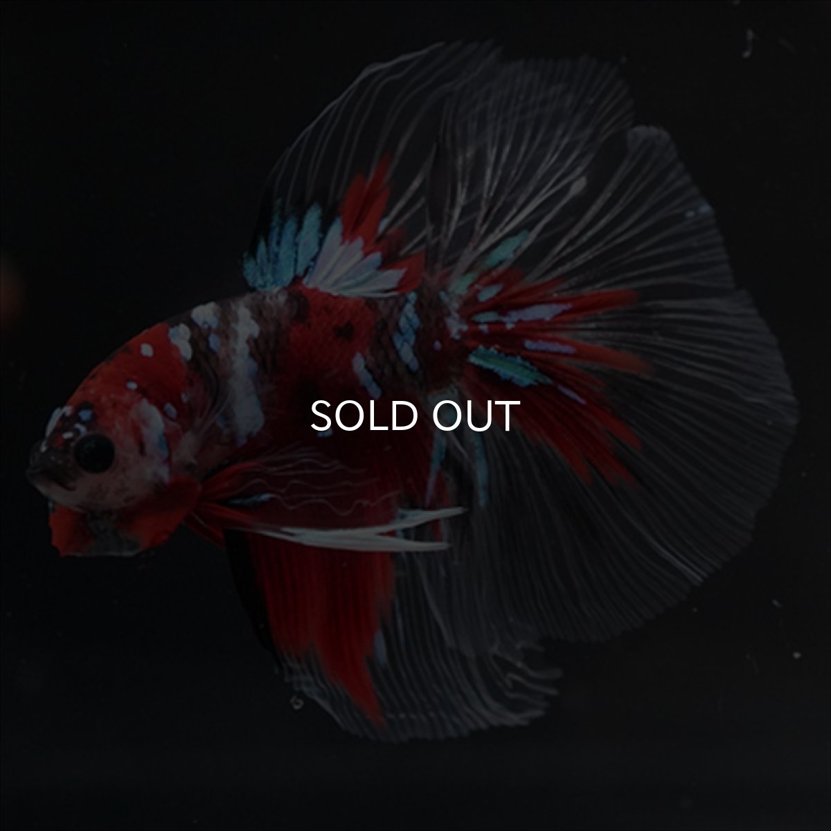 画像4: HM　鯉 (4)