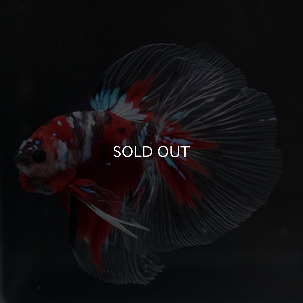 画像3: HM　鯉 (3)