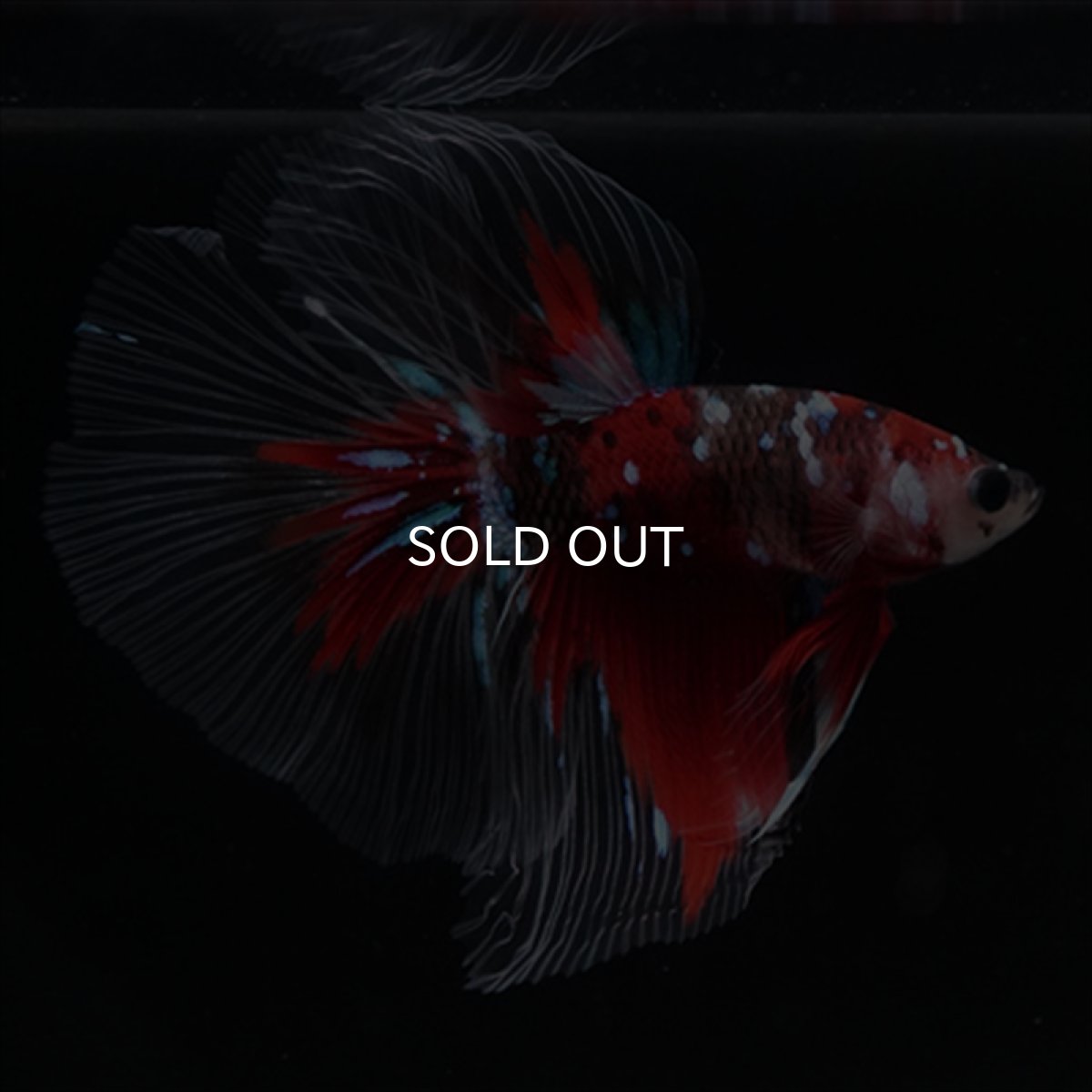 画像2: HM　鯉 (2)