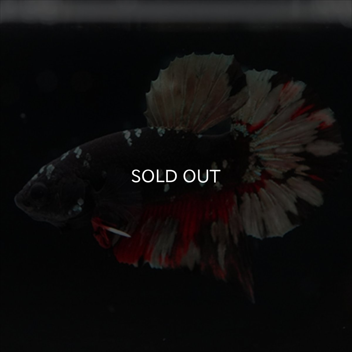 画像11: HMPK　ブラックカッパースター (11)