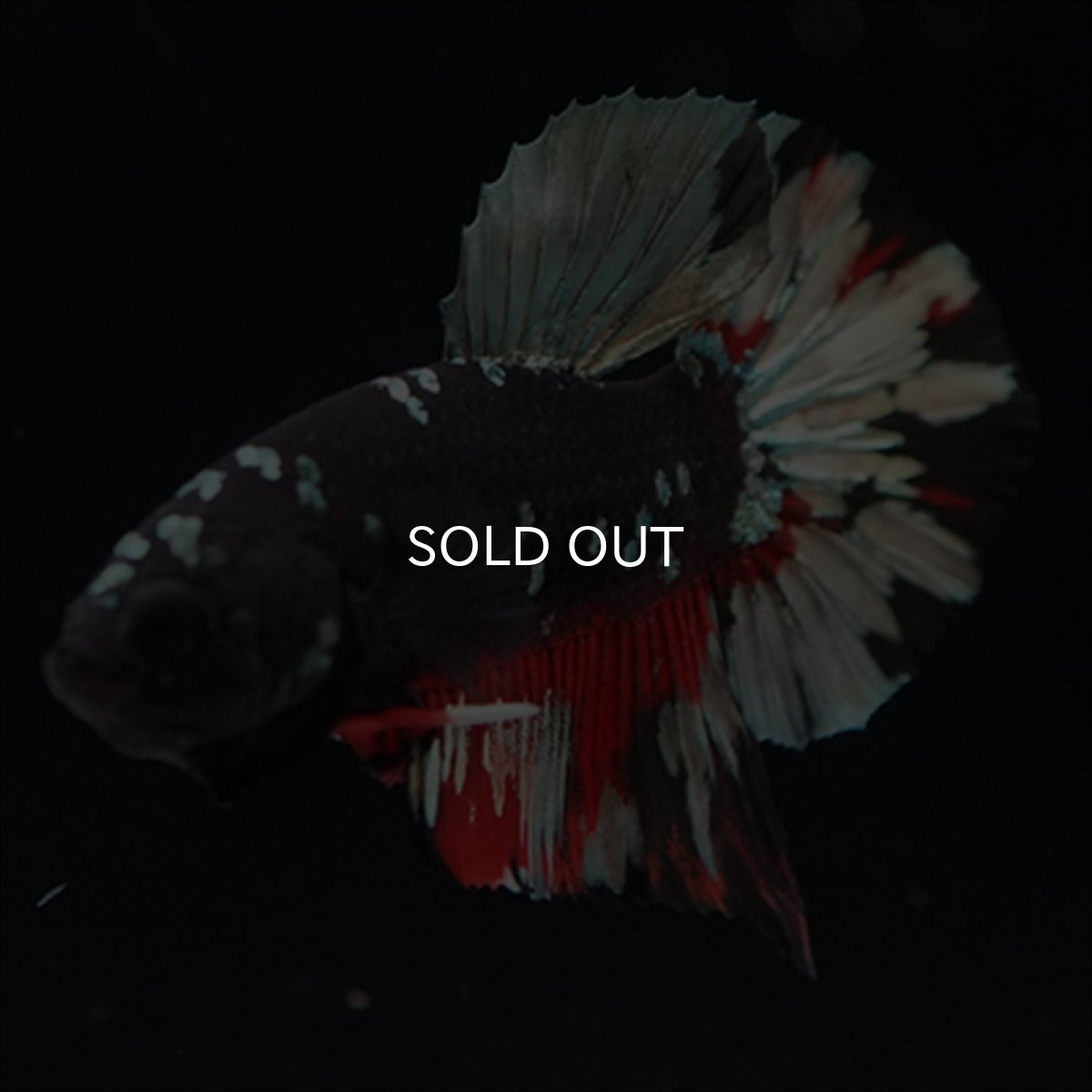 画像10: HMPK　ブラックカッパースター (10)