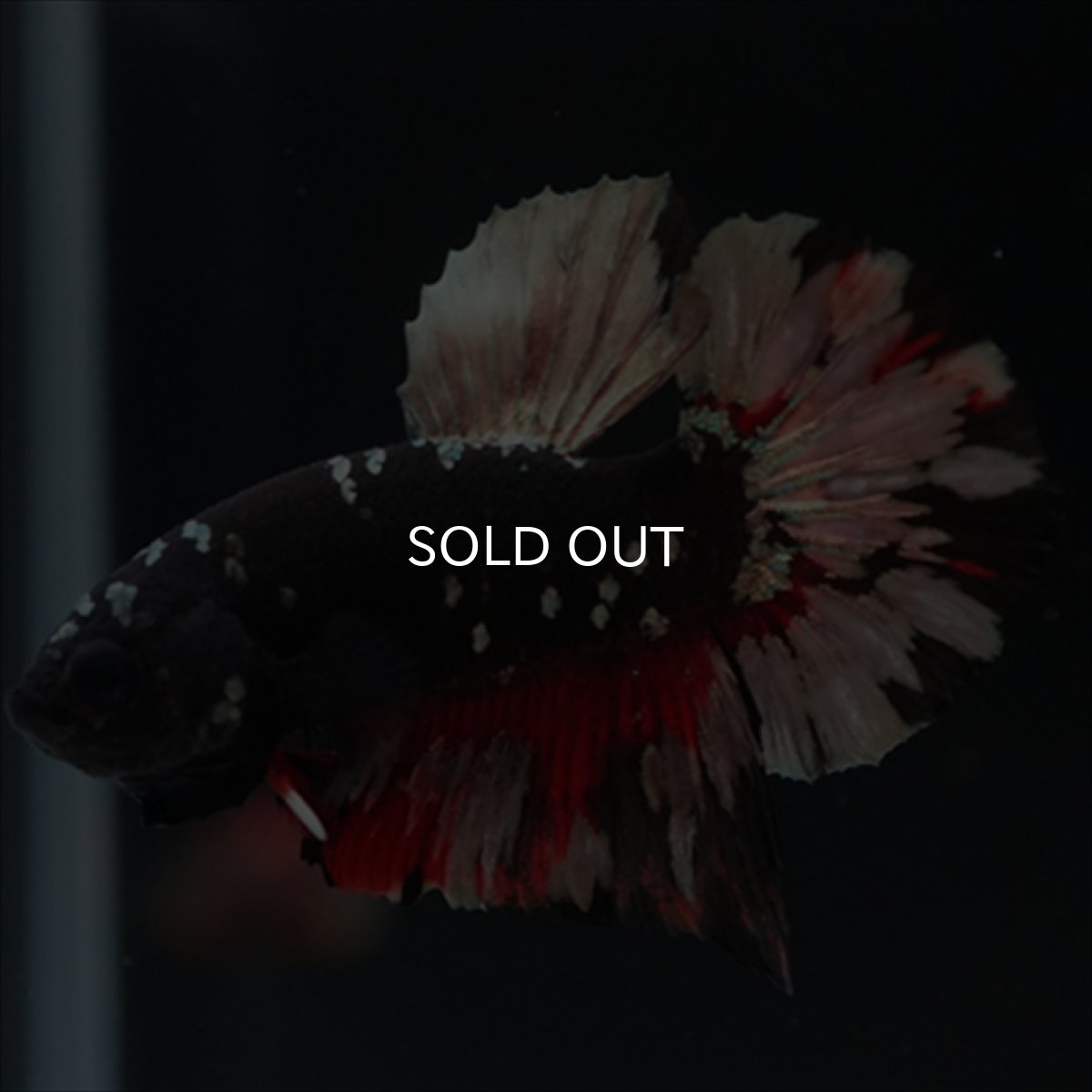 画像9: HMPK　ブラックカッパースター (9)