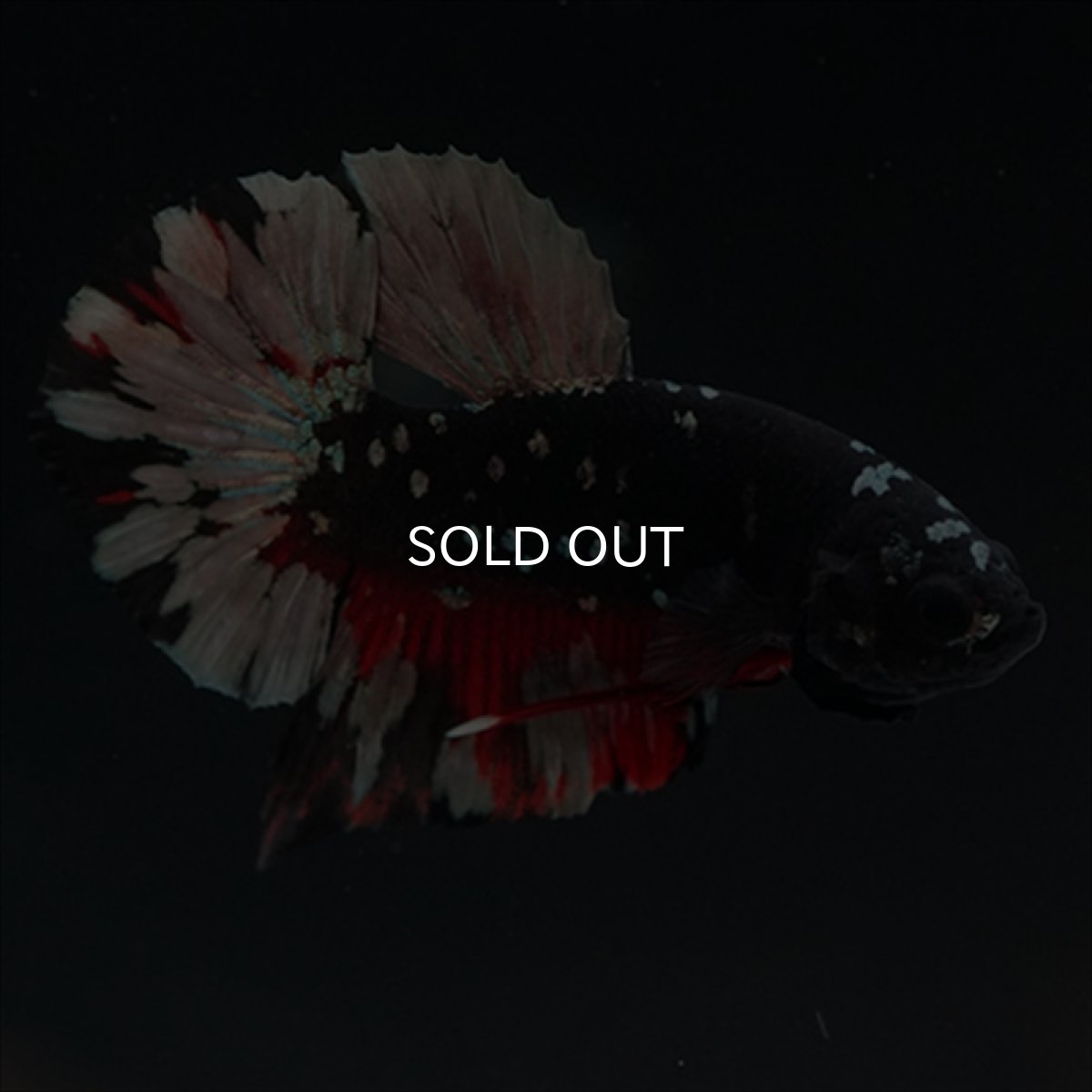 画像8: HMPK　ブラックカッパースター (8)