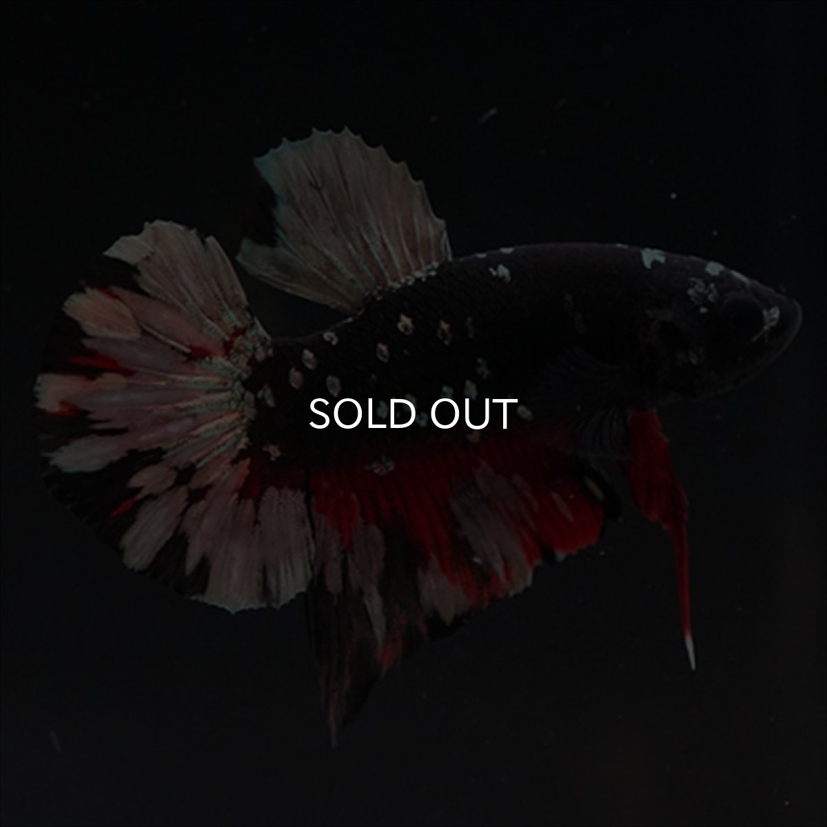 画像7: HMPK　ブラックカッパースター (7)