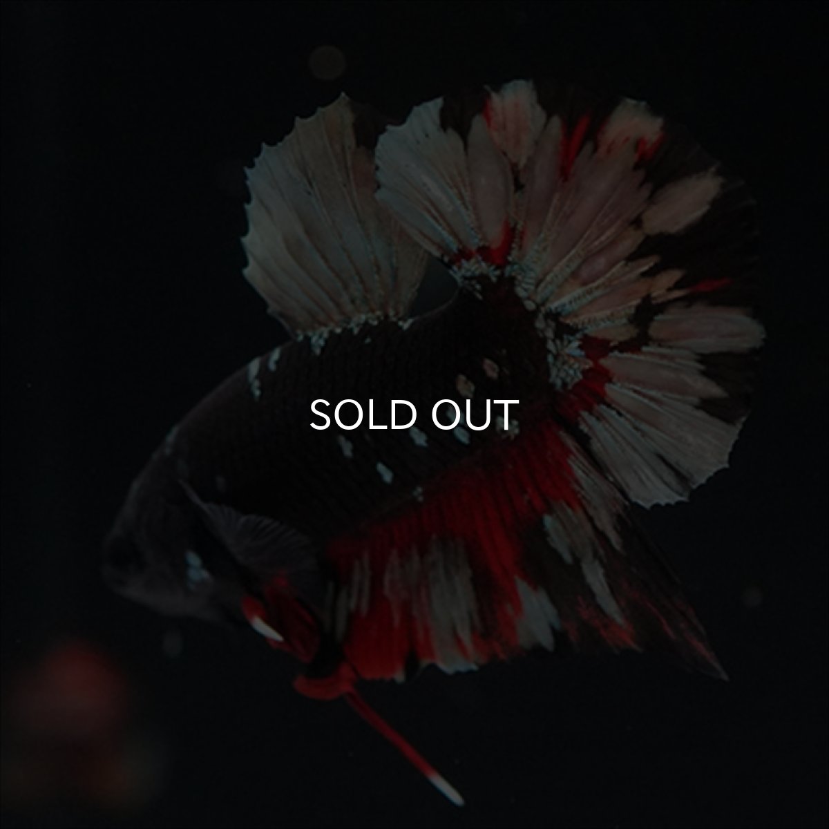 画像2: HMPK　ブラックカッパースター (2)