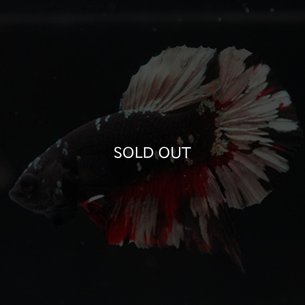 画像6: HMPK　ブラックカッパースター (6)