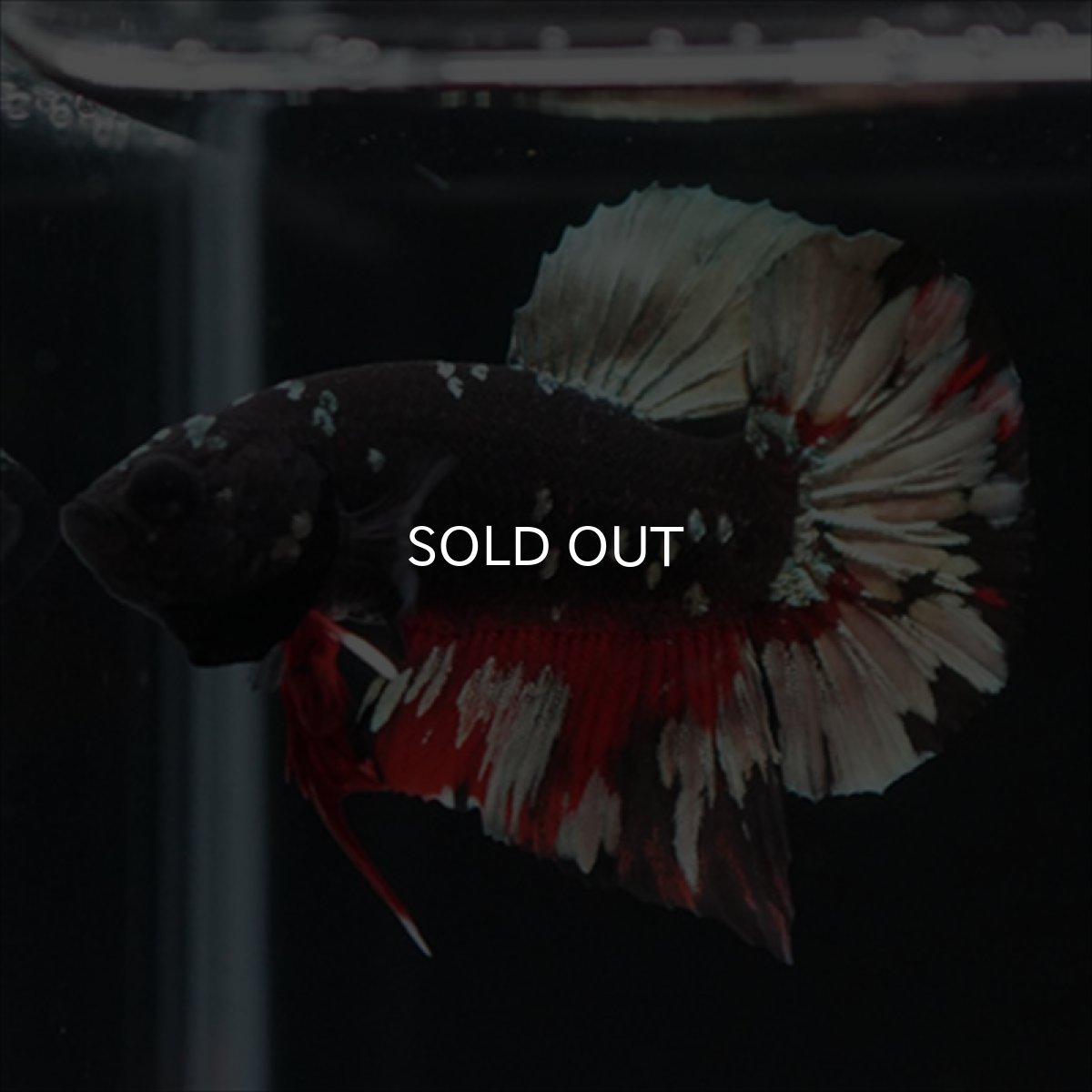 画像5: HMPK　ブラックカッパースター (5)