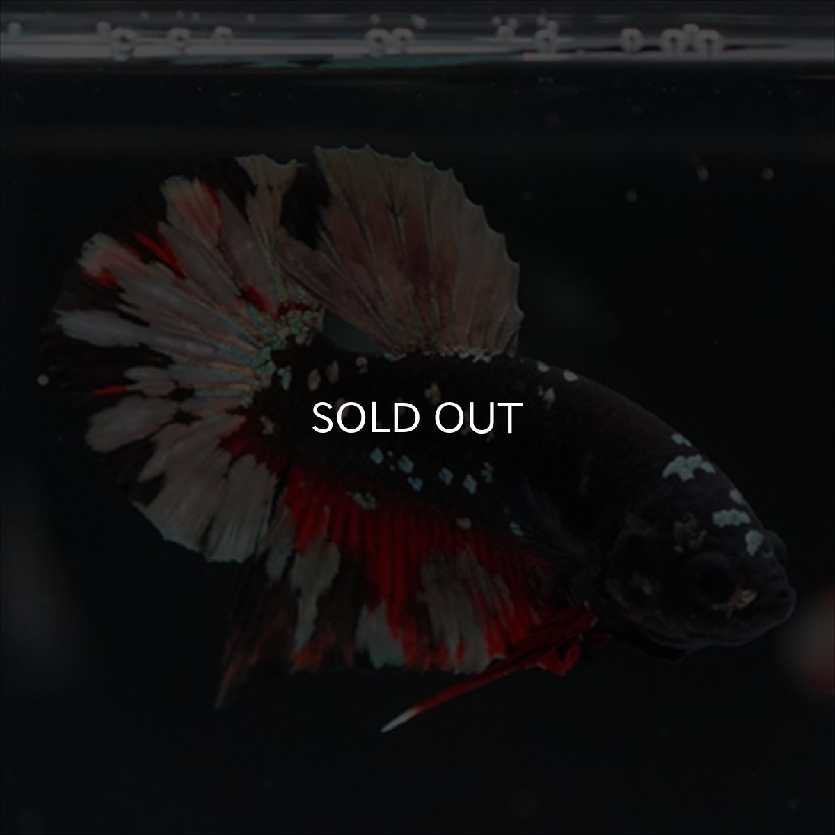 画像4: HMPK　ブラックカッパースター (4)