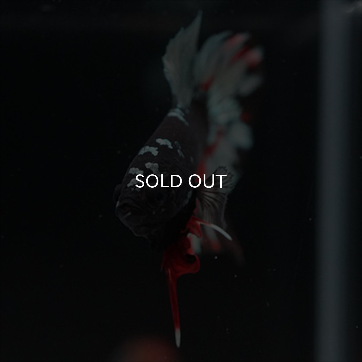 画像3: HMPK　ブラックカッパースター (3)