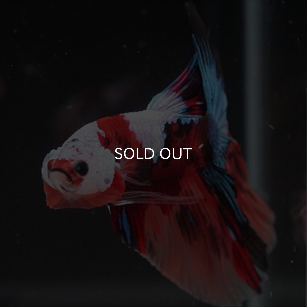 画像15: HM　キャンディ　ホワイトフェイス (15)