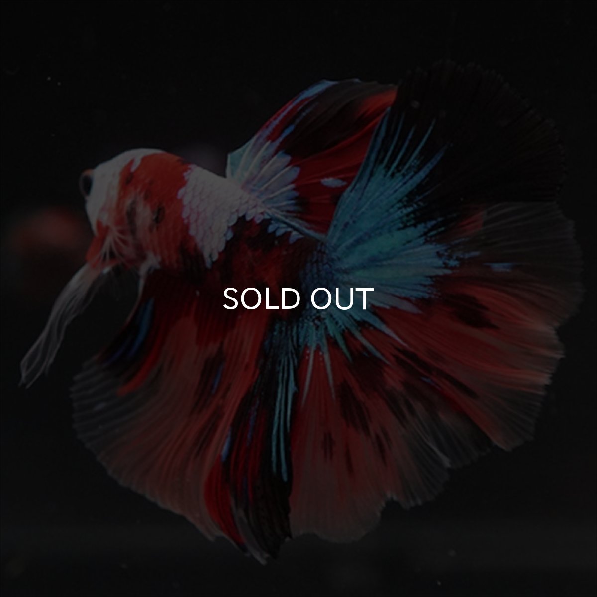 画像14: HM　キャンディ　ホワイトフェイス (14)