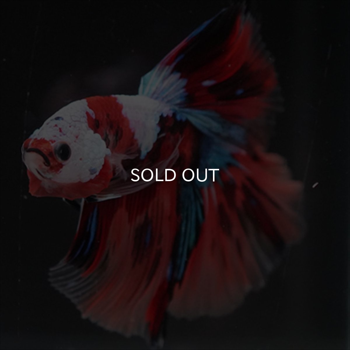 画像13: HM　キャンディ　ホワイトフェイス (13)