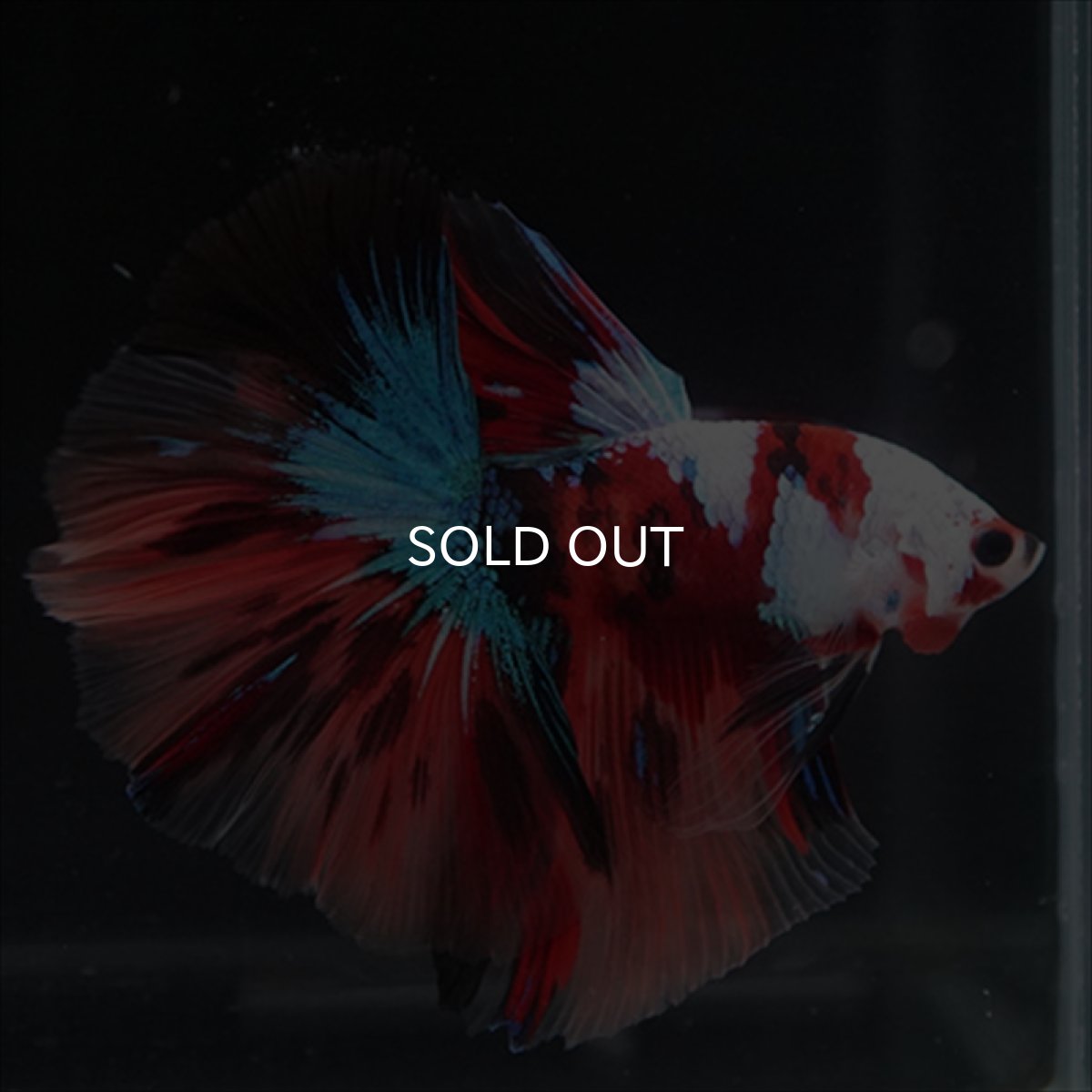 画像12: HM　キャンディ　ホワイトフェイス (12)