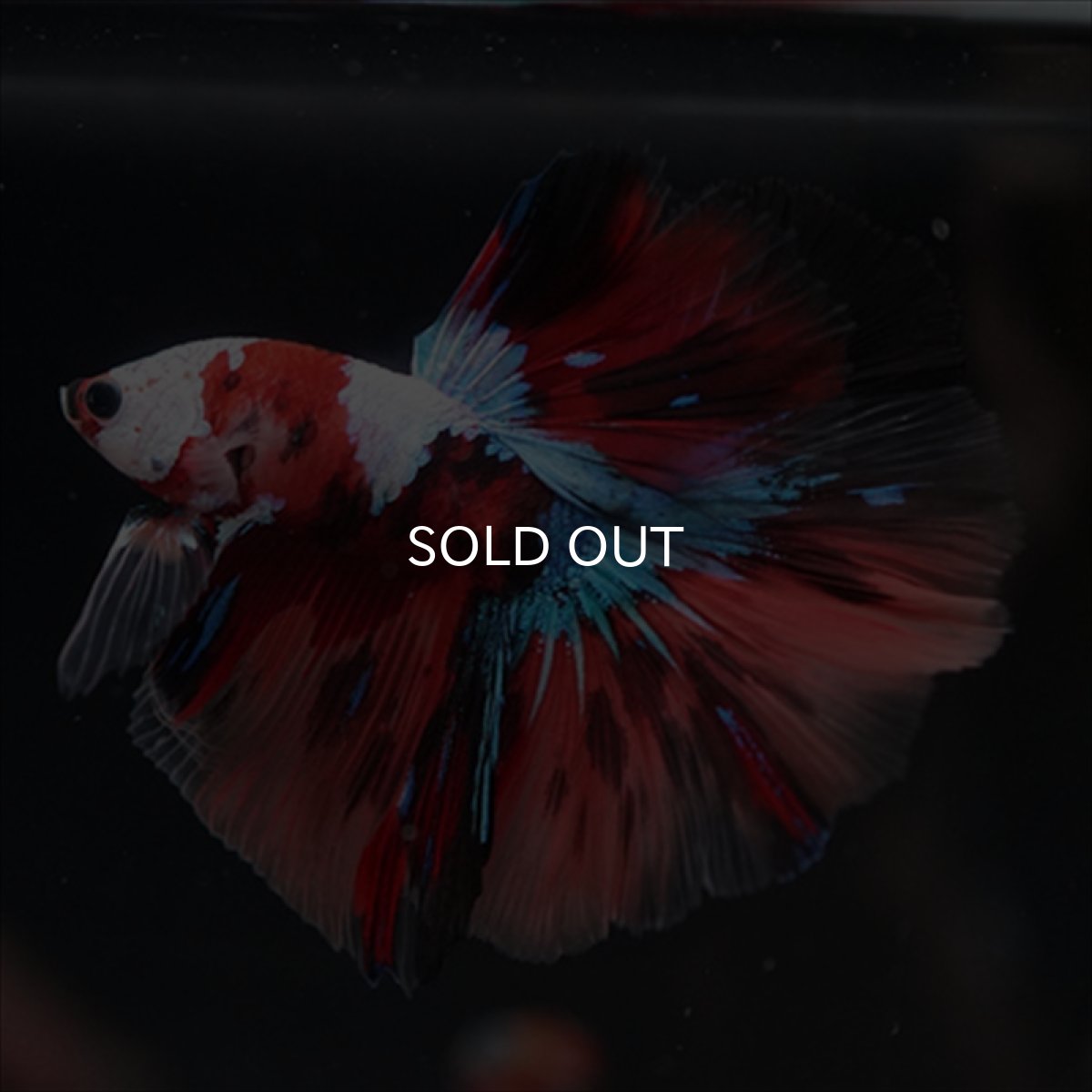 画像11: HM　キャンディ　ホワイトフェイス (11)