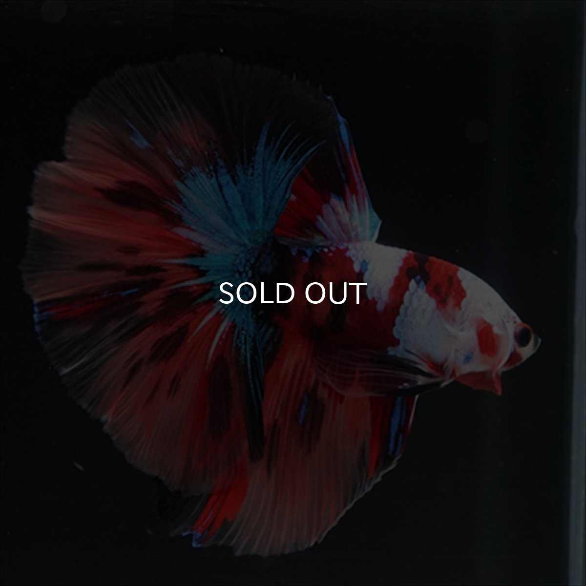 画像10: HM　キャンディ　ホワイトフェイス (10)