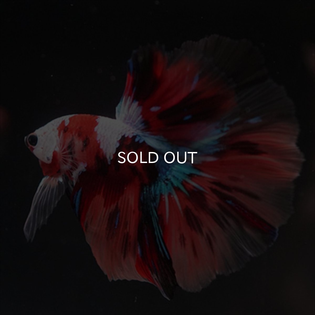 画像9: HM　キャンディ　ホワイトフェイス (9)