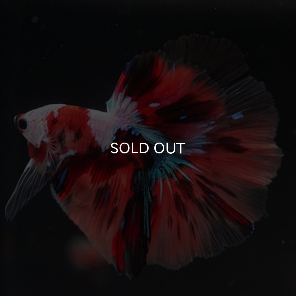 画像8: HM　キャンディ　ホワイトフェイス (8)