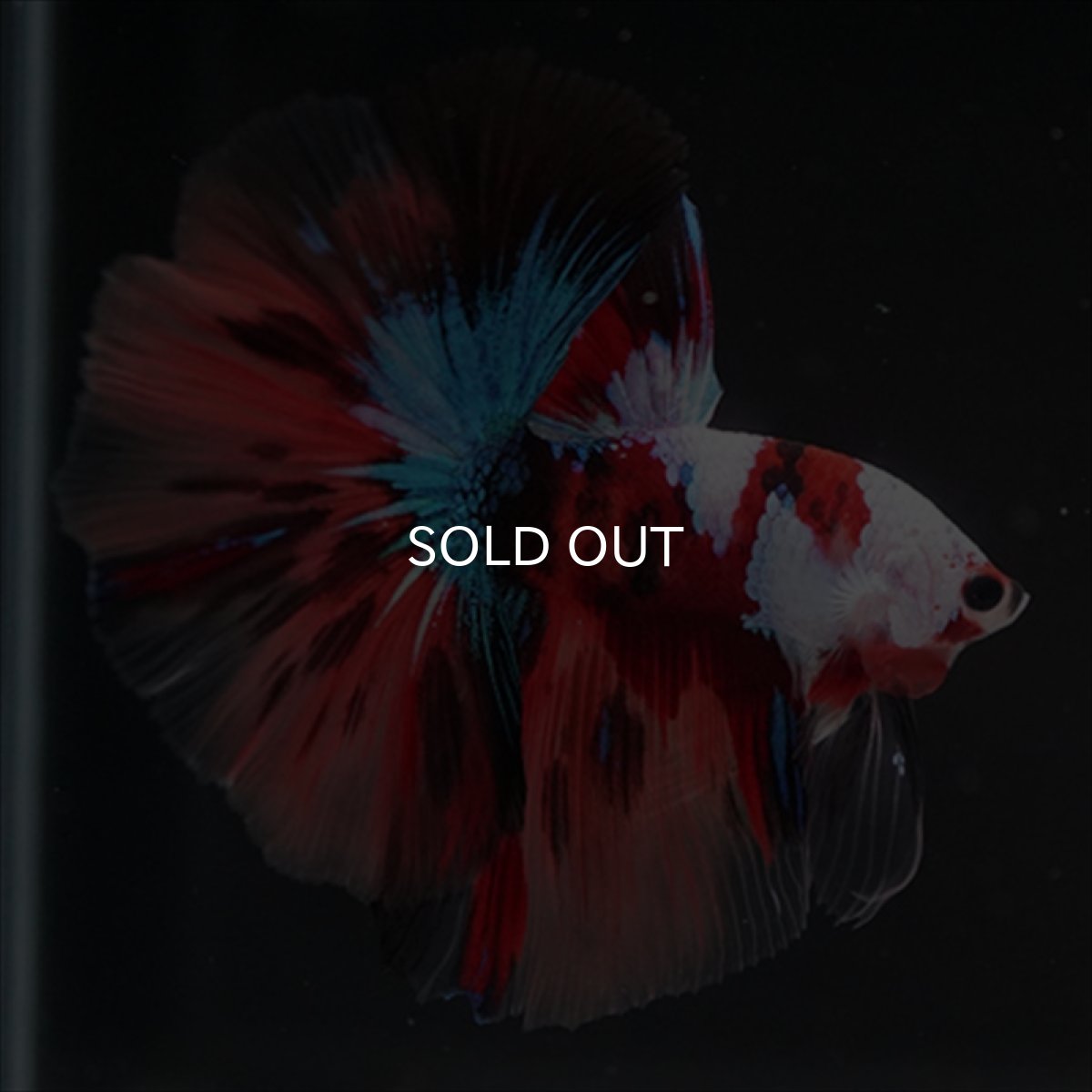 画像7: HM　キャンディ　ホワイトフェイス (7)