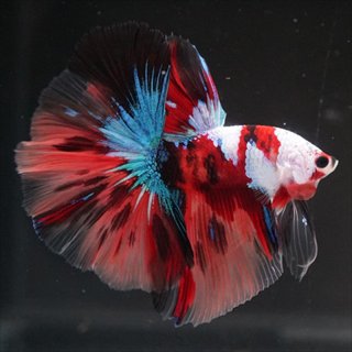 ショーベタ専門店 よこはま金魚HM ホワイトファンシーa9376